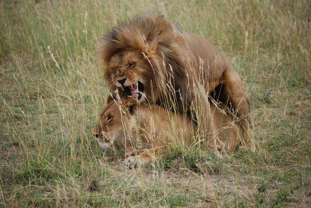 Inmigrantes ilegales por un rato, mas leones enamorados y muchas flores - Regreso al Mara - Kenia (28)